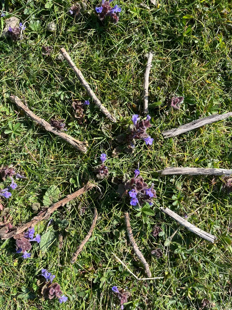 Sticks laid out in a radiating pattern on grass scattered with small purple flowers